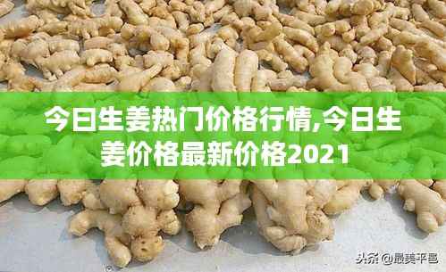 今曰生姜热门价格行情,今日生姜价格最新价格2021