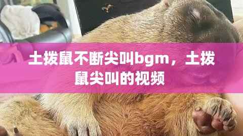 土拨鼠不断尖叫bgm,土拨鼠尖叫的视频