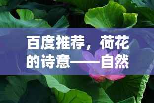 百度推荐,荷花的诗意——自然美与文学韵味的完美融合