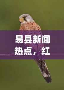 易县新闻热点,红隼踪迹揭秘与生态保护的重要性