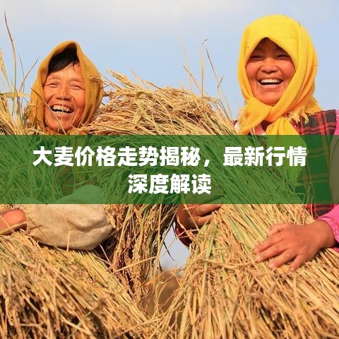 大麦价格走势揭秘,最新行情深度解读