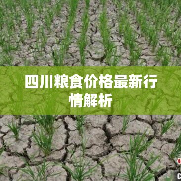 四川粮食价格最新行情解析