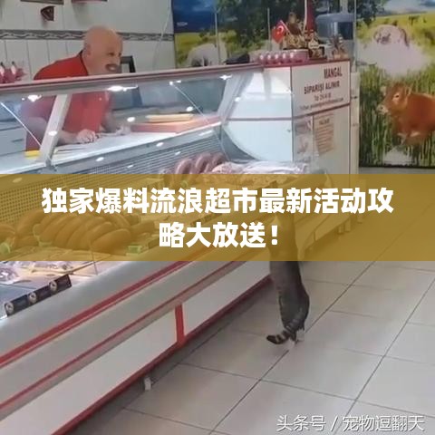 独家爆料流浪超市最新活动攻略大放送!