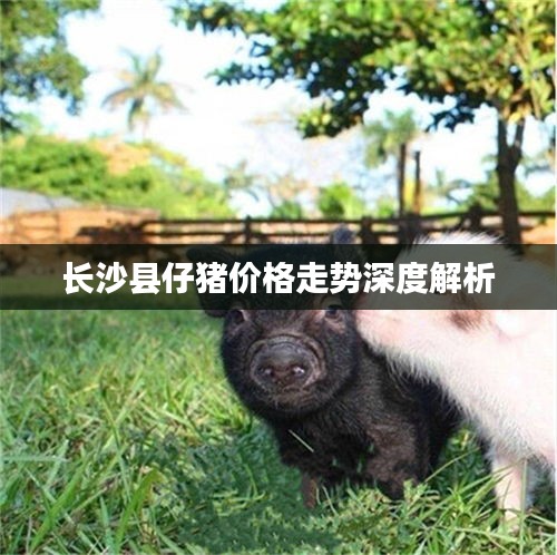 长沙县仔猪价格走势深度解析